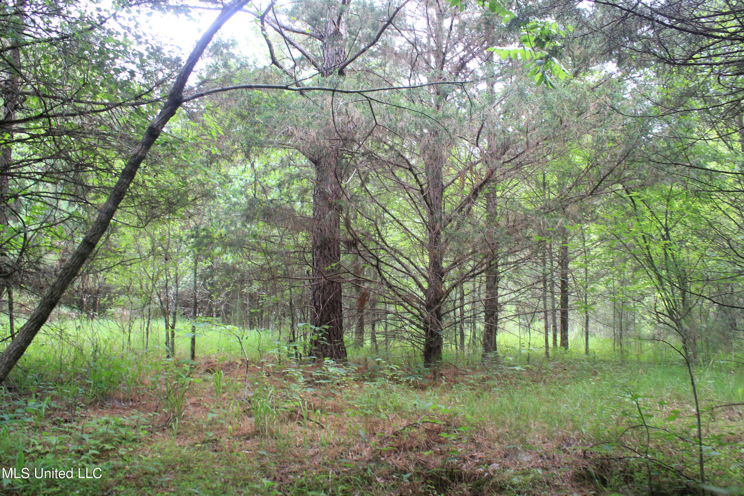 499 Graham Road Coldwater, MS 38618 - Photo 16 of 24 IMG_8567