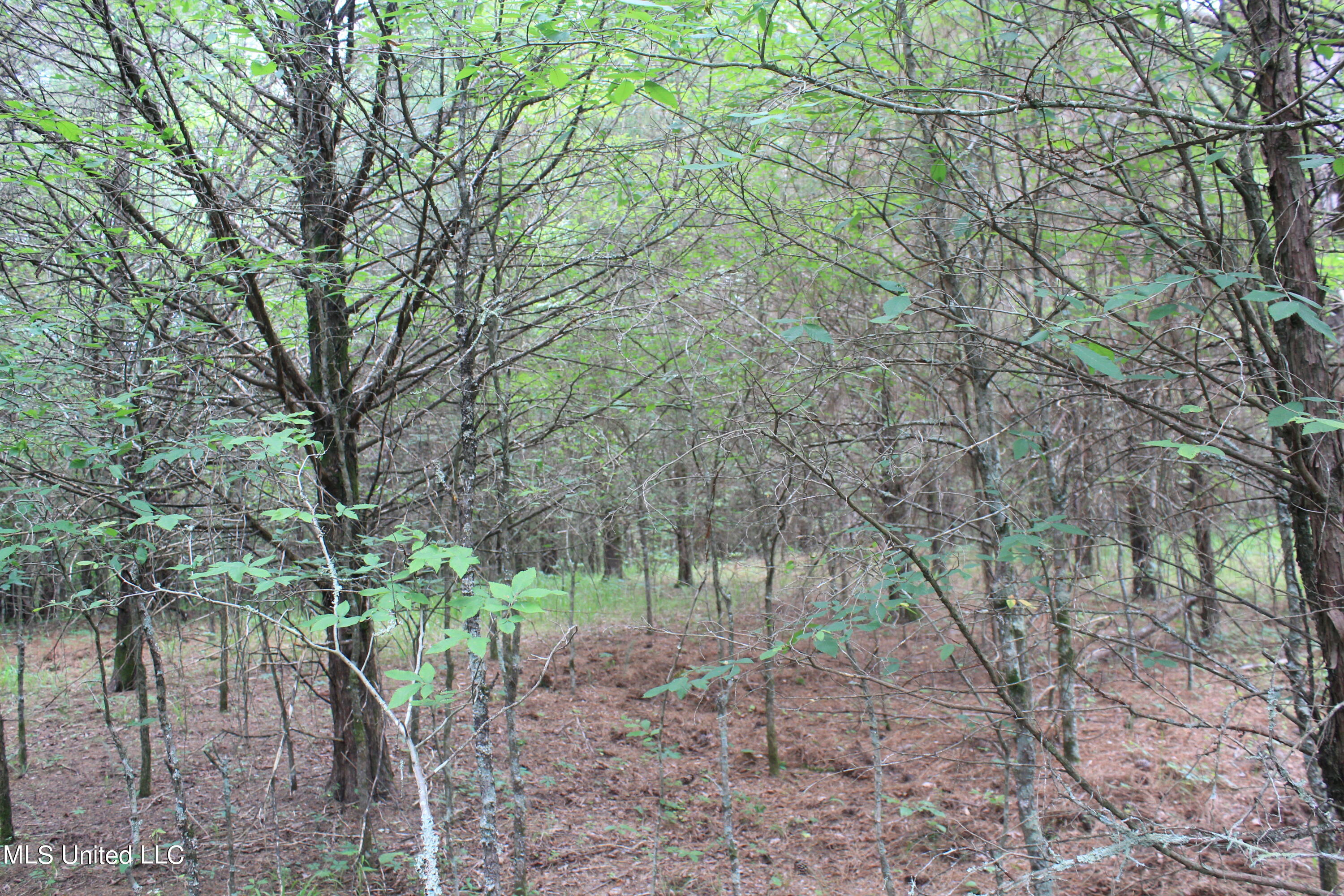 499 Graham Road Coldwater, MS 38618 - Photo 17 of 24 IMG_8568