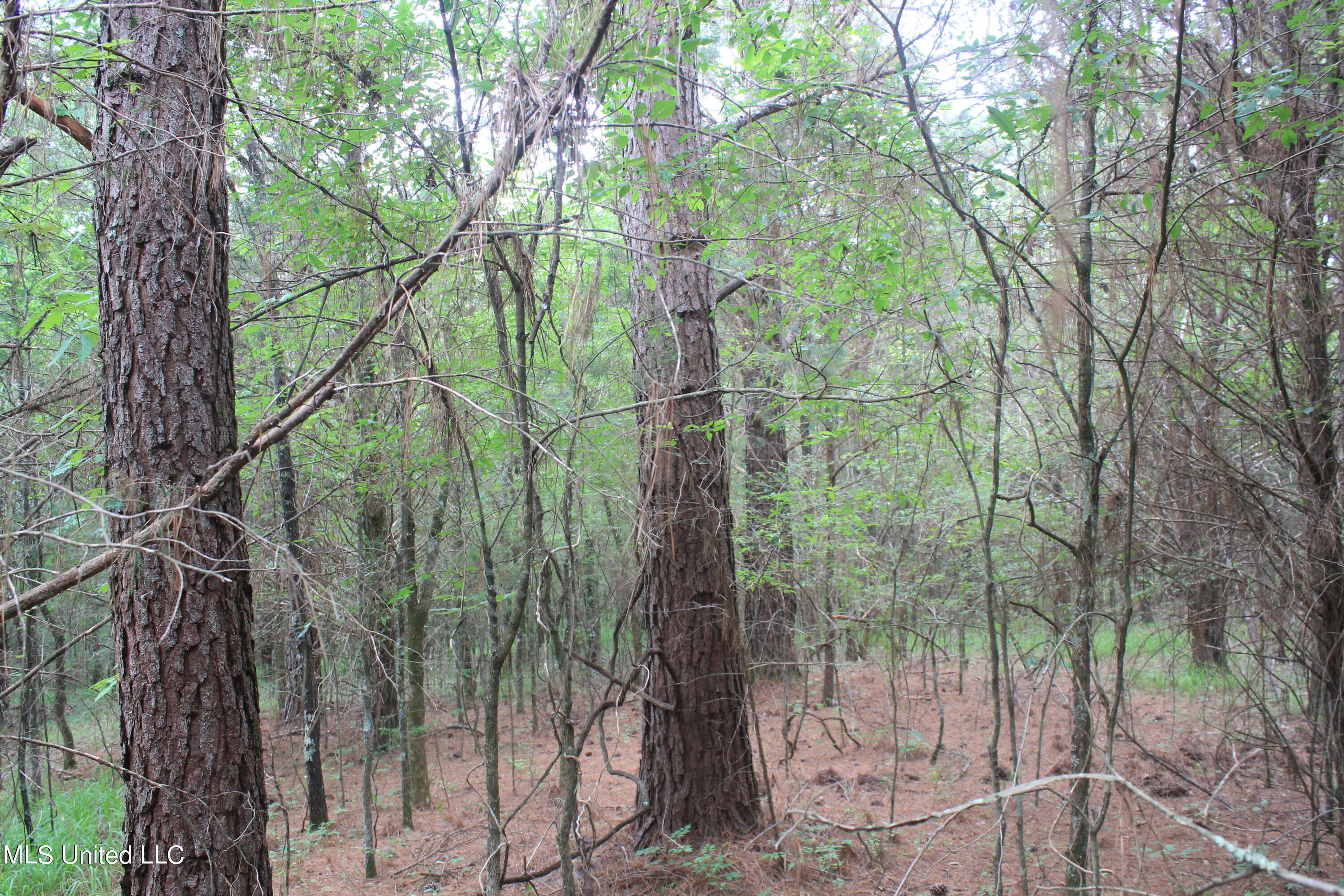 499 Graham Road Coldwater, MS 38618 - Photo 18 of 24 IMG_8569