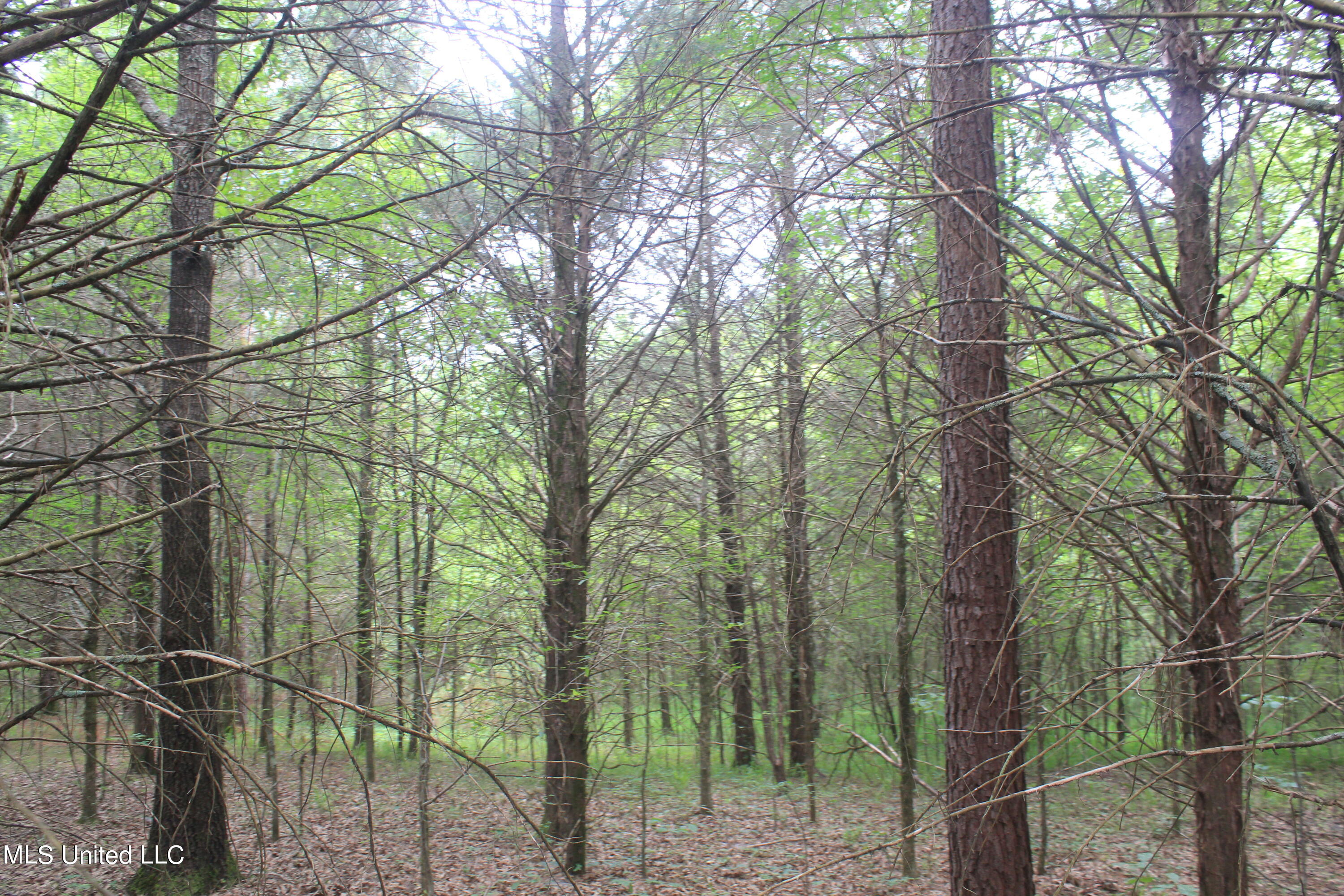 499 Graham Road Coldwater, MS 38618 - Photo 19 of 24 IMG_8570