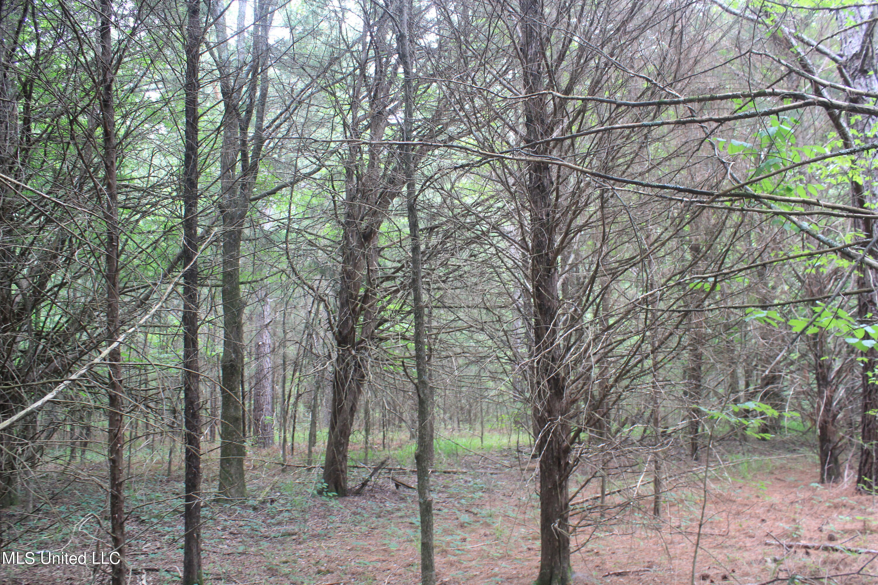 499 Graham Road Coldwater, MS 38618 - Photo 20 of 24 IMG_8571