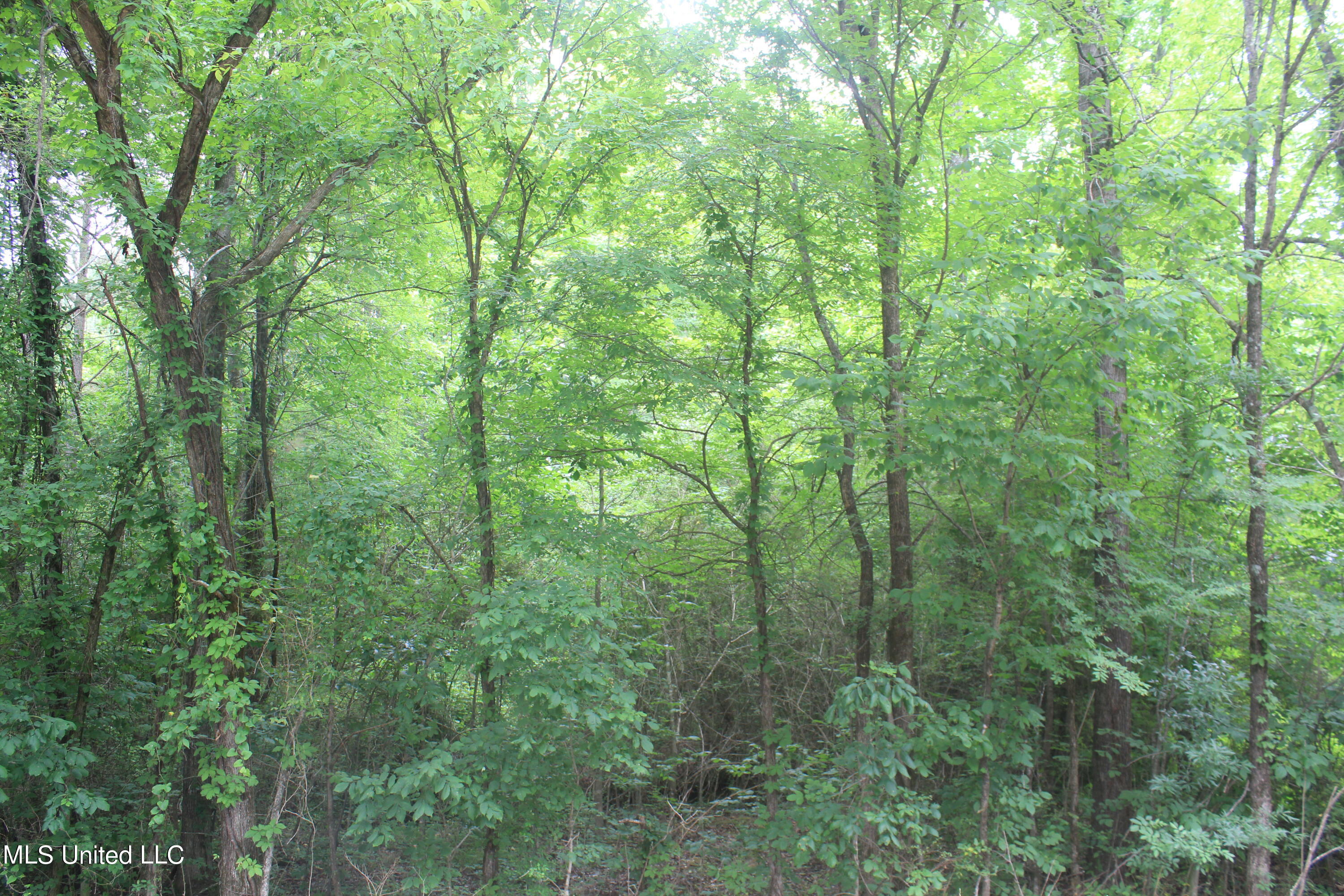 499 Graham Road Coldwater, MS 38618 - Photo 2 of 24 IMG_8553