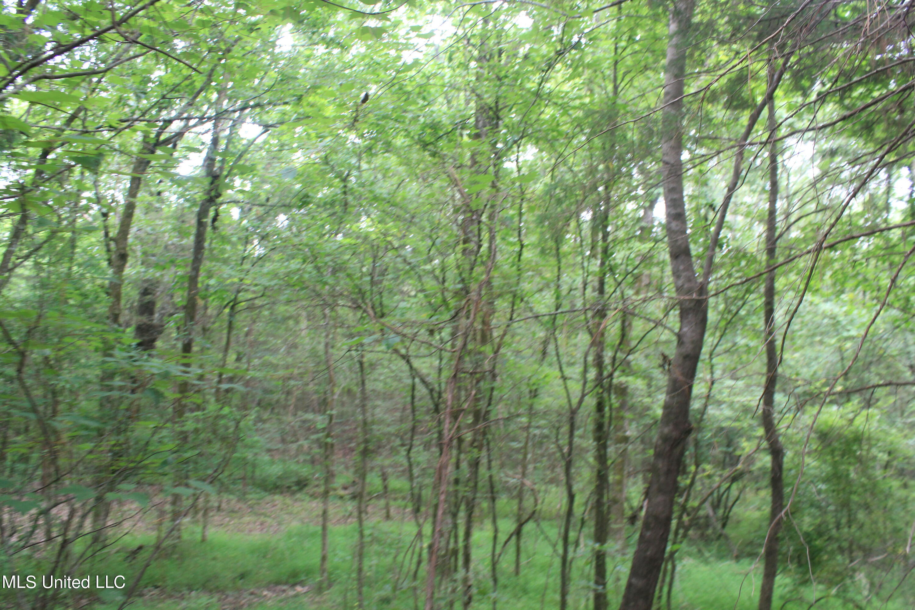 499 Graham Road Coldwater, MS 38618 - Photo 22 of 24 IMG_8573