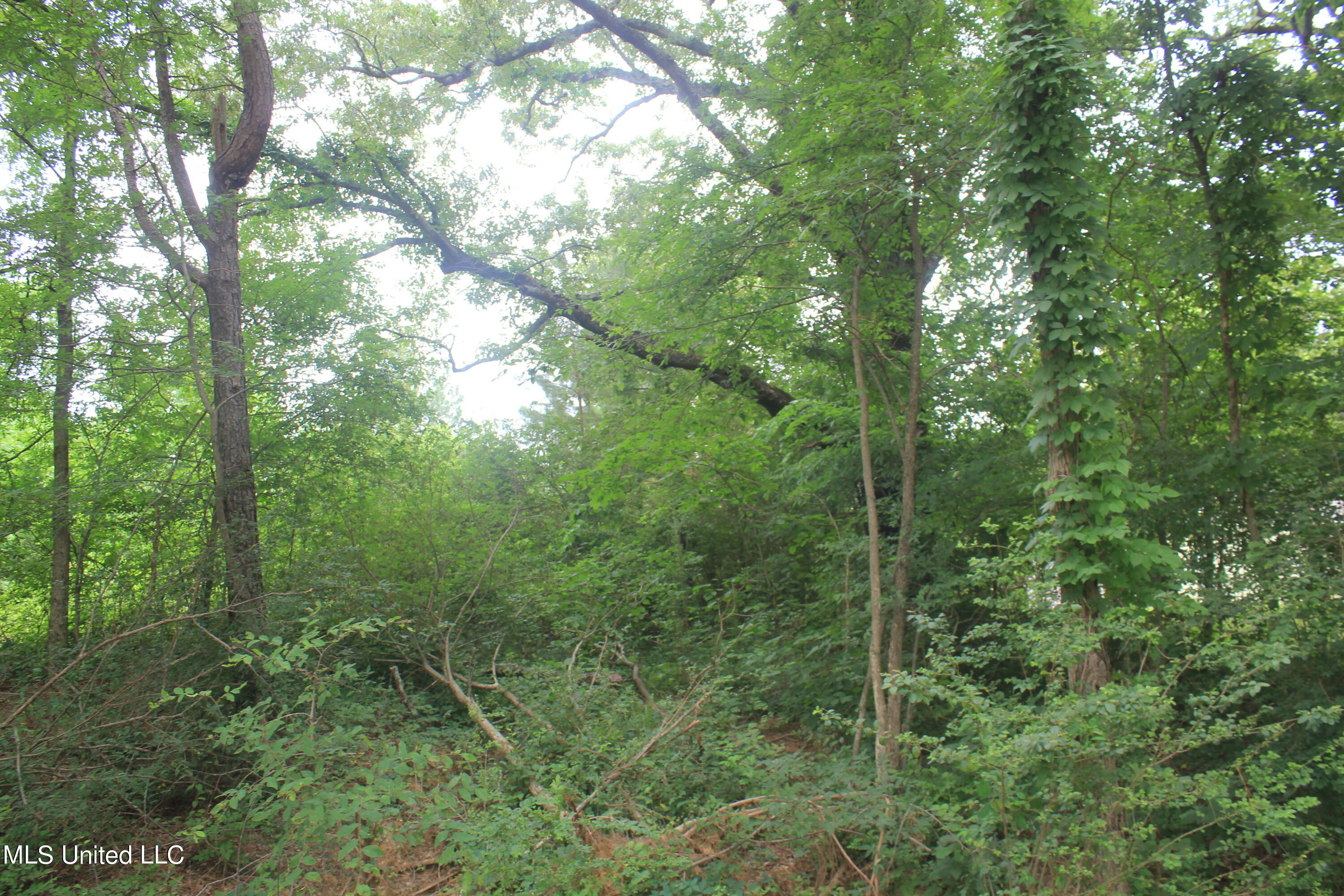 499 Graham Road Coldwater, MS 38618 - Photo 5 of 24 IMG_8556