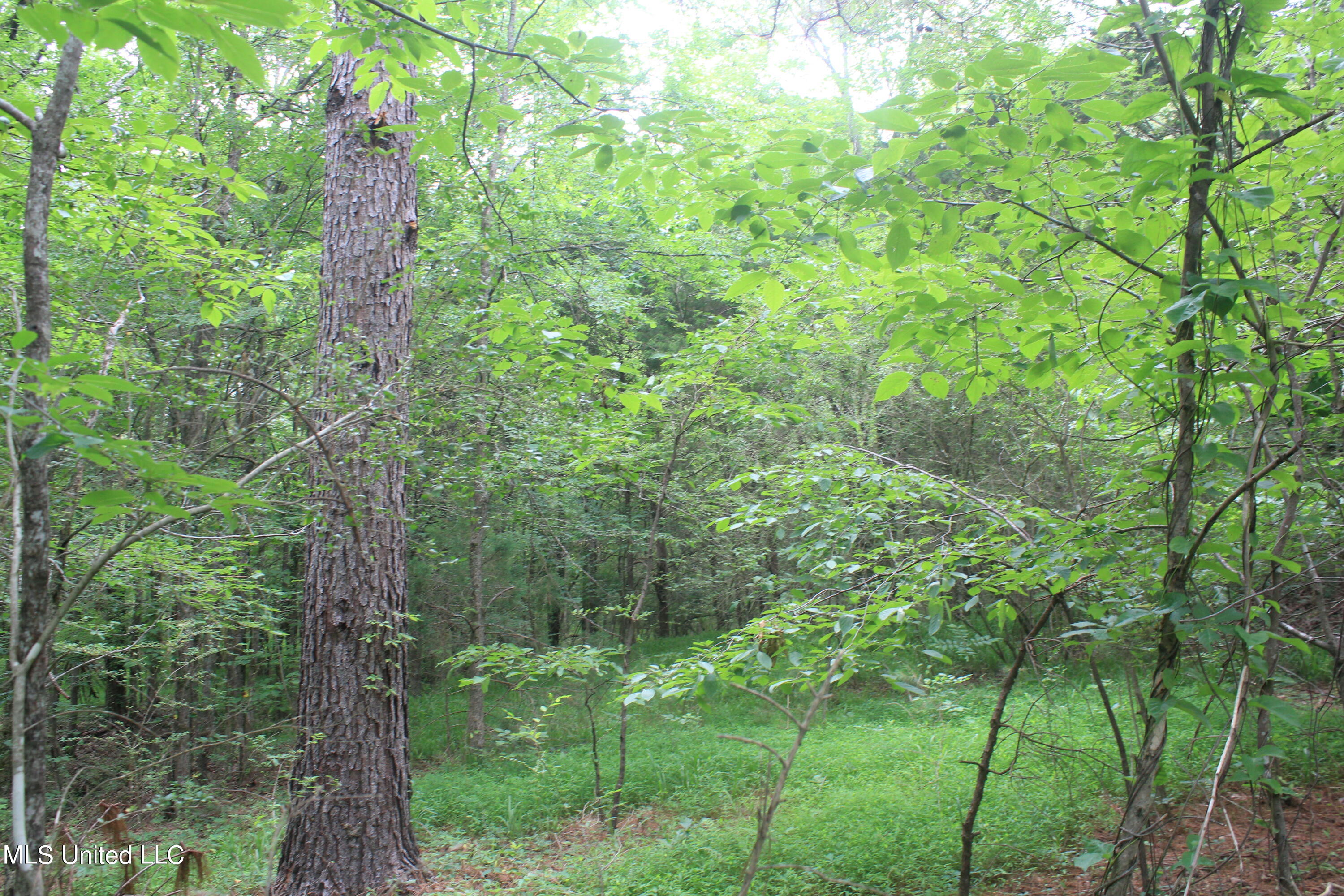 499 Graham Road Coldwater, MS 38618 - Photo 7 of 24 IMG_8558
