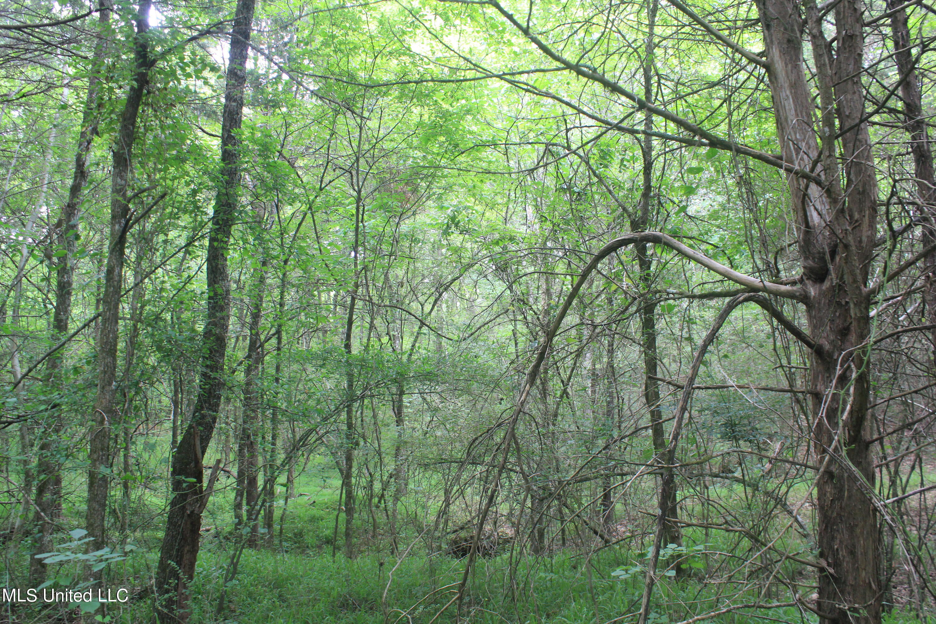499 Graham Road Coldwater, MS 38618 - Photo 9 of 24 IMG_8560