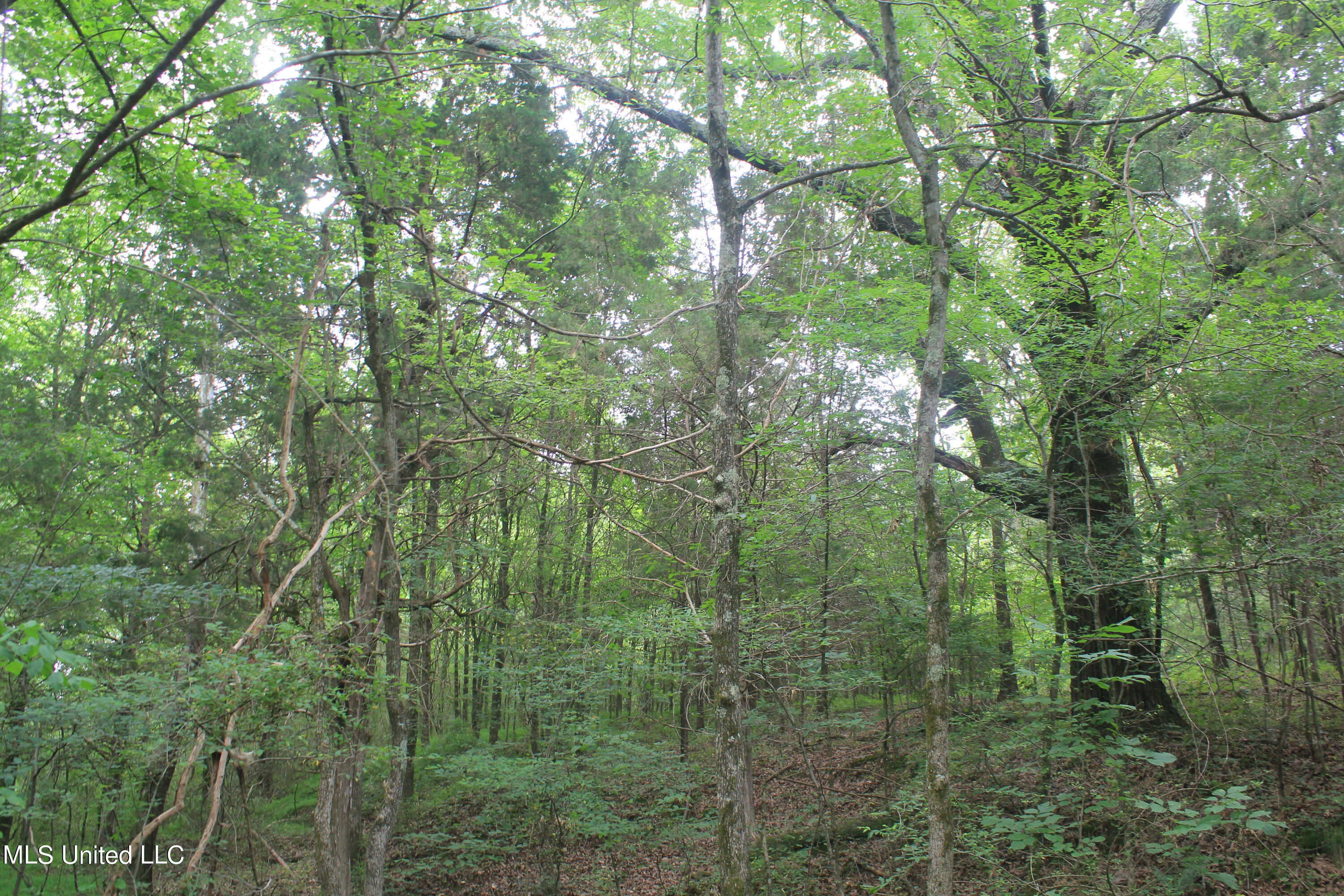 499 Graham Road Coldwater, MS 38618 - Photo 10 of 24 IMG_8561