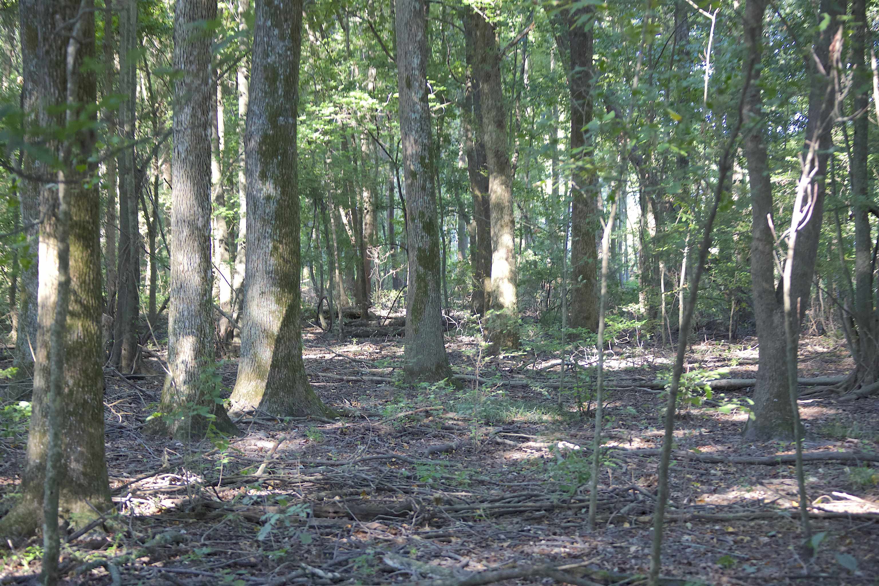 483 Phillips 131 Road Marvell, AR 72366 - Photo 12 of 36 a backyard of a house with trees