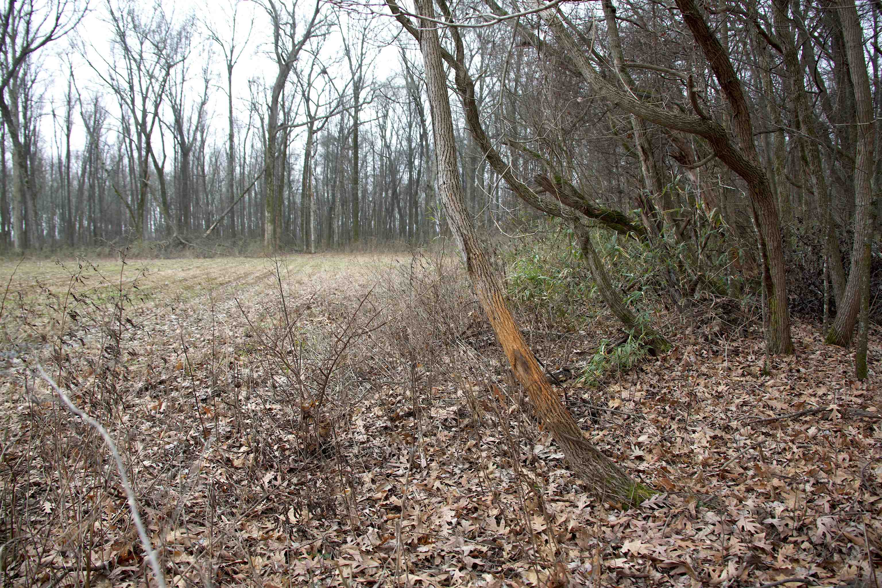 483 Phillips 131 Road Marvell, AR 72366 - Photo 27 of 36 a view of backyard with tree