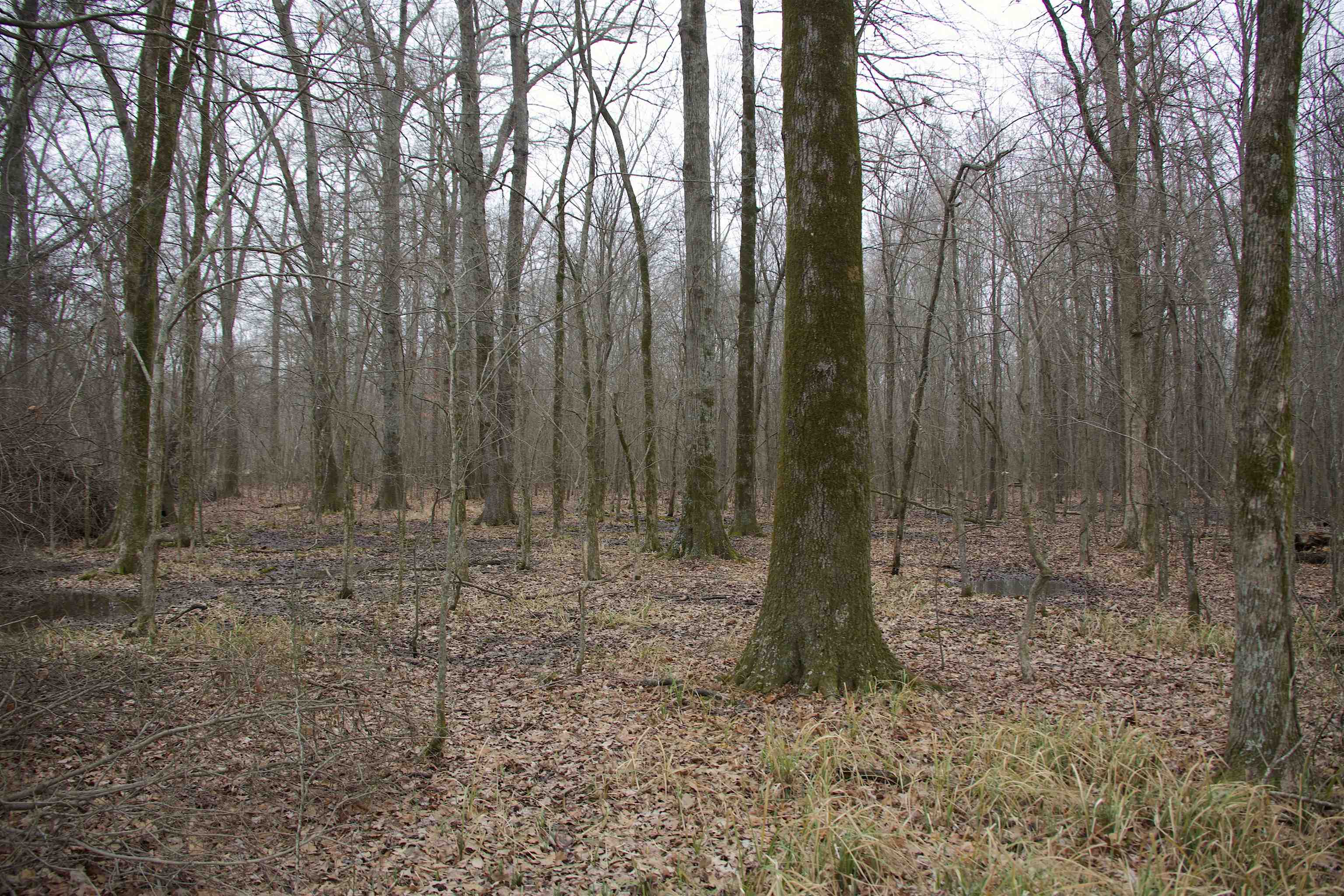 483 Phillips 131 Road Marvell, AR 72366 - Photo 29 of 36 a flag is sitting in the middle of forest