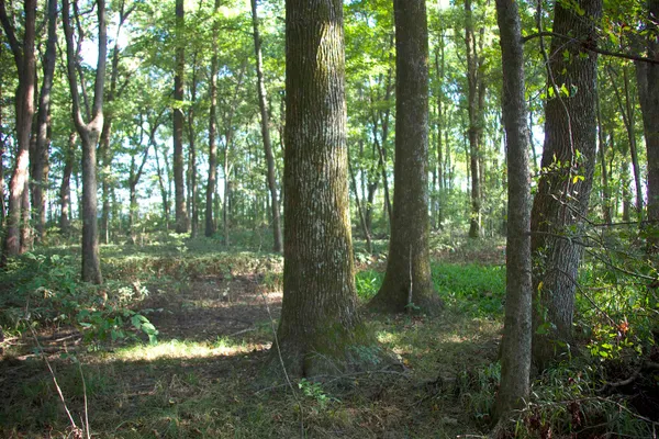 $1,200,600 | 483 Phillips 131 Road, Marvell, AR 72366