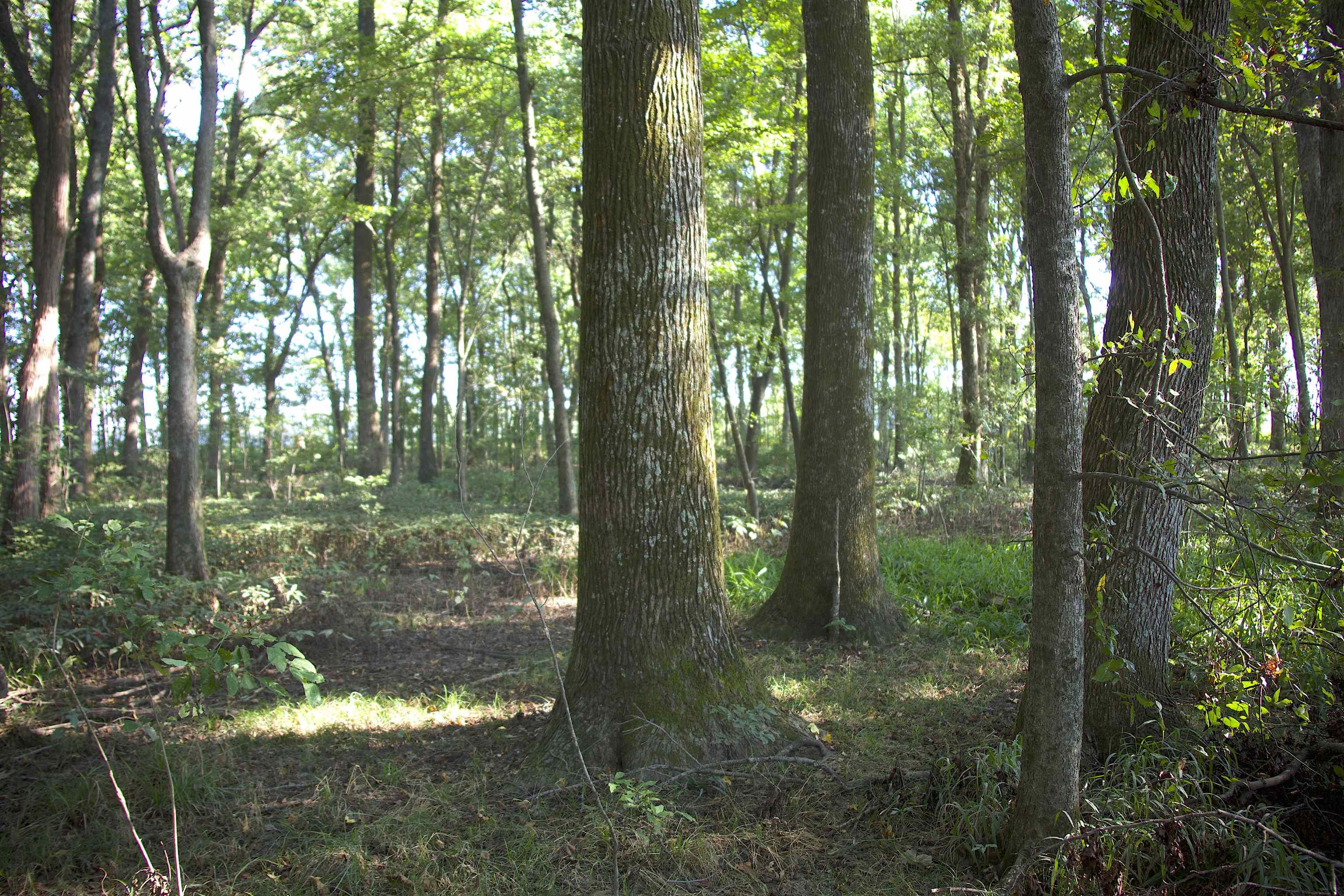 483 Phillips 131 Road Marvell, AR 72366 - Photo 5 of 36 a backyard of a house with lots of green space and fountain