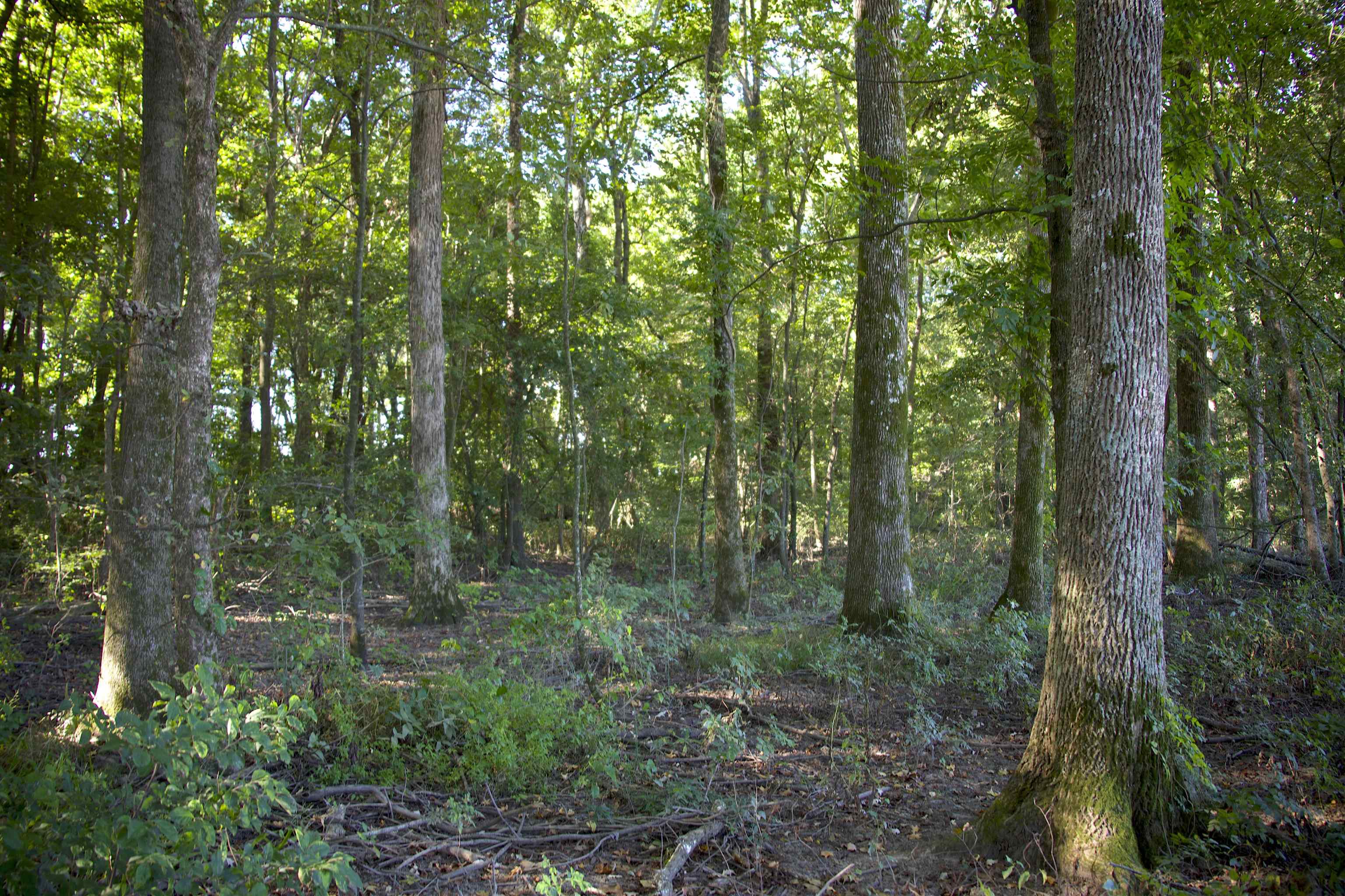 483 Phillips 131 Road Marvell, AR 72366 - Photo 8 of 36 a view of a forest that has large trees