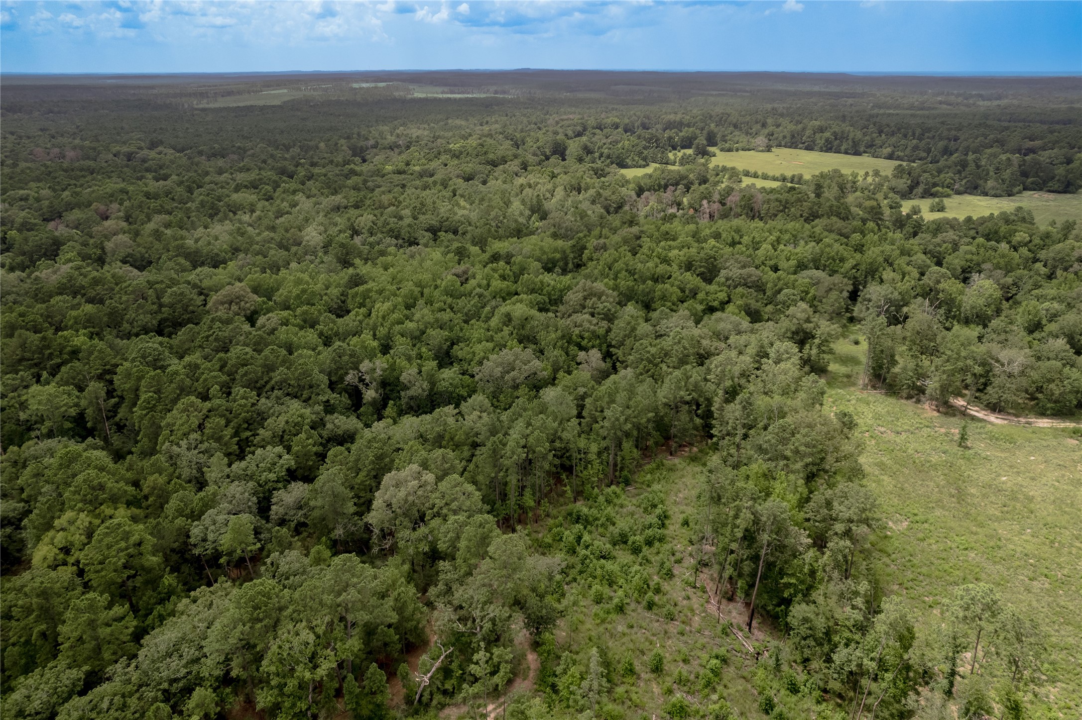 438 Cody Road Trinity, TX 75862 - Photo 21 of 50 Expansive aerial view of lush, wooded land with dense green foliage, offering privacy and natural beauty. Ideal for those seeking a serene, forested setting.