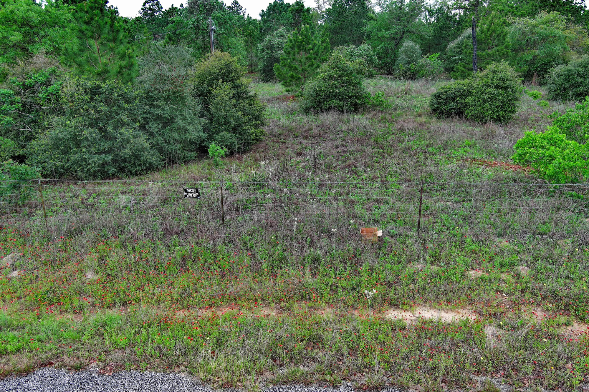 172 Kelley Road East Bastrop, TX 78602 - Photo 12 of 26 a view of a lush green forest