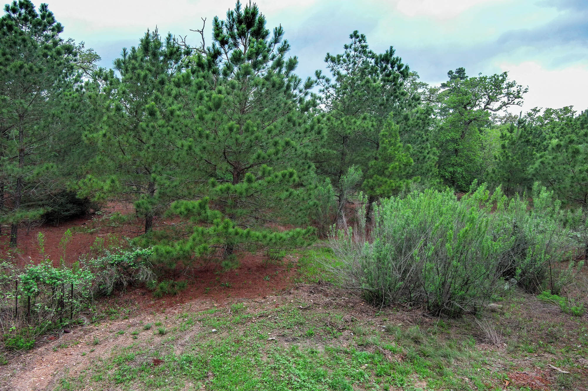 172 Kelley Road East Bastrop, TX 78602 - Photo 14 of 26 a view of a lush green forest with lots of trees