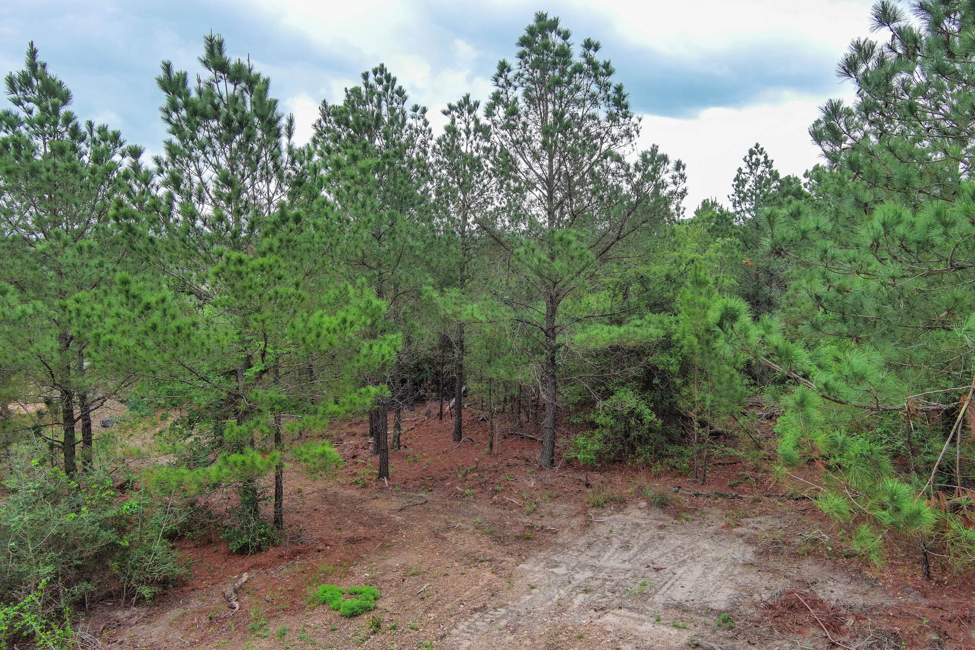 172 Kelley Road East Bastrop, TX 78602 - Photo 15 of 26 a view of a forest with trees in the background