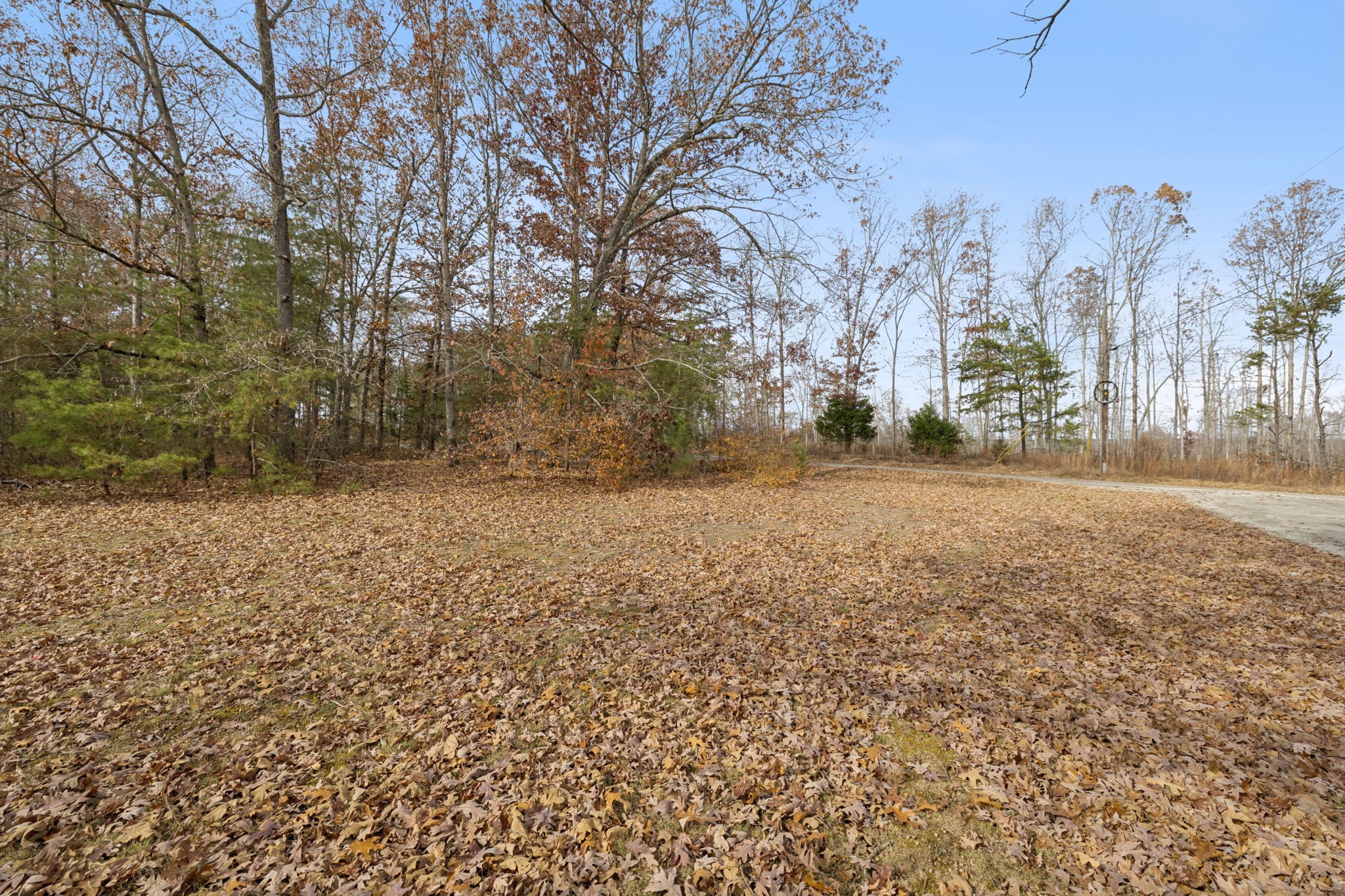 108 Lyell Road Hohenwald, TN 38462 - Photo 24 of 28 a view of large yard with large trees