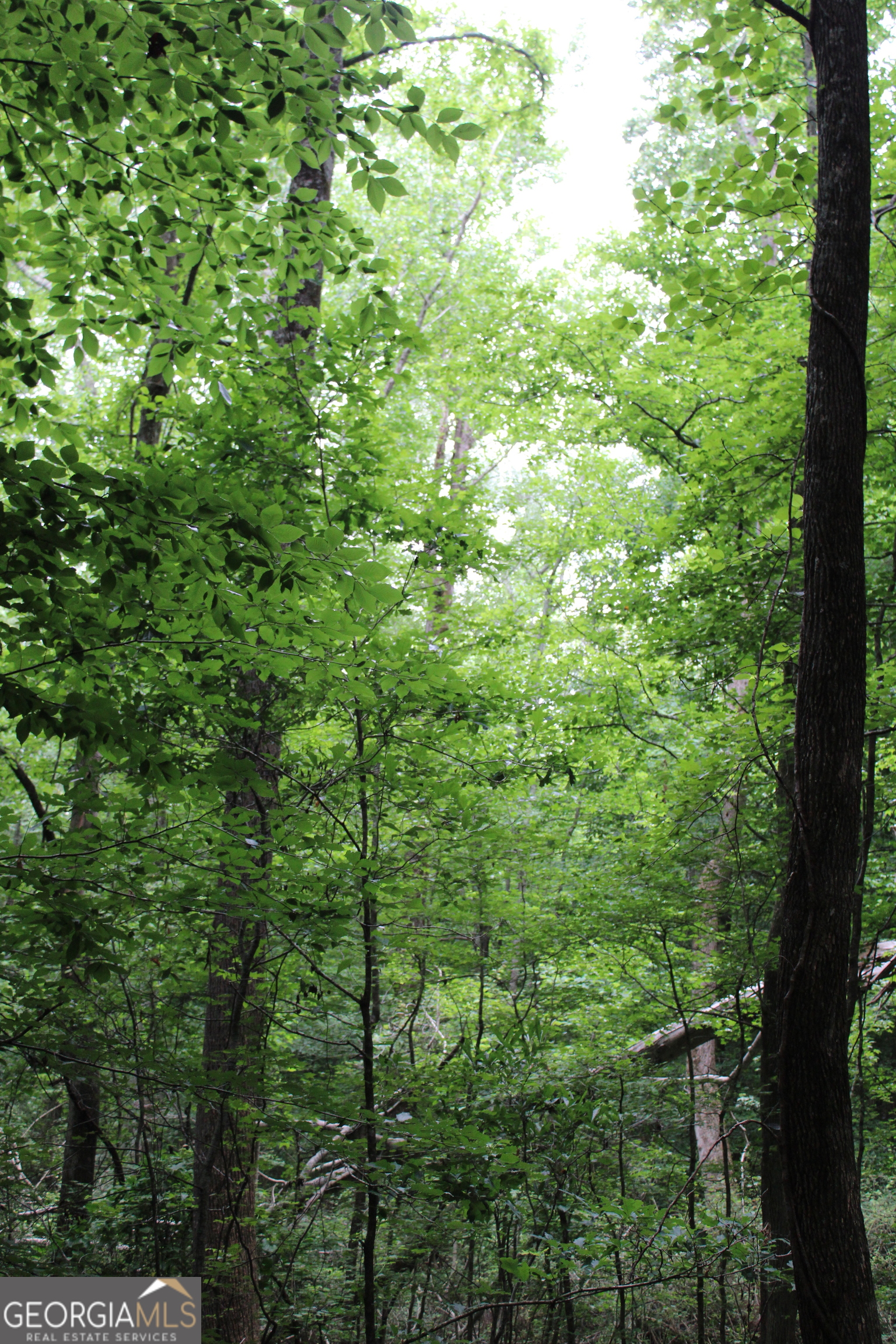 2 Garnett Ward Road Hull, GA 30646 - Photo 10 of 24 a view of a lush green forest