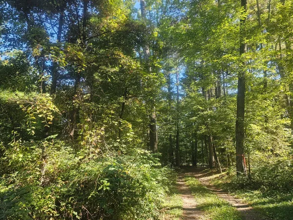 $92,500 | Xx East Bass Lake Drive, Webster, WI 54893