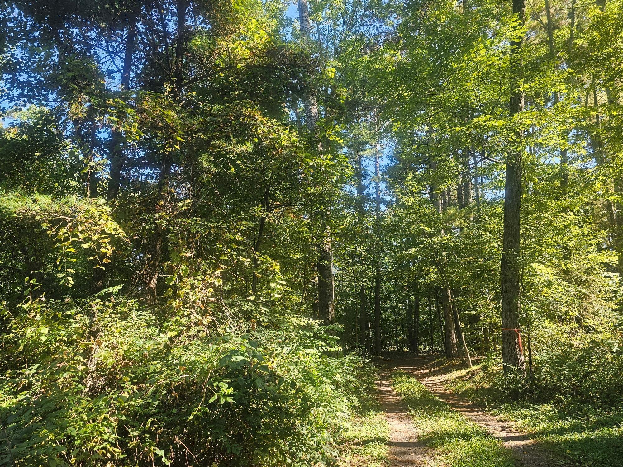 Xx East Bass Lake Drive Webster, WI 54893 - Photo 7 of 9