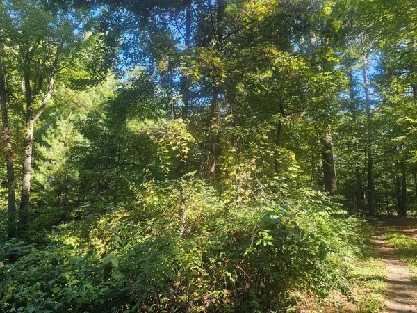 $92,500 | Xx East Bass Lake Drive, Webster, WI 54893