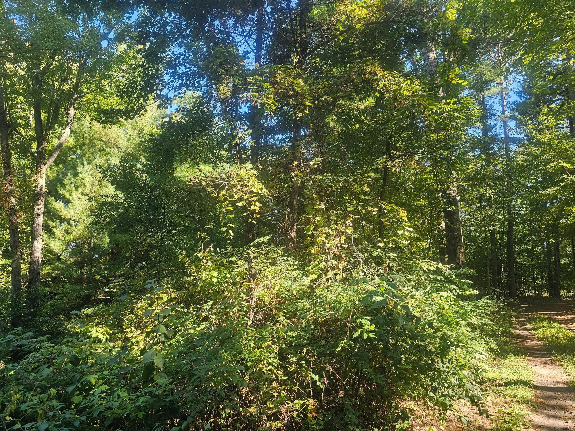 Xx East Bass Lake Drive Webster, WI 54893 - Photo 9 of 9