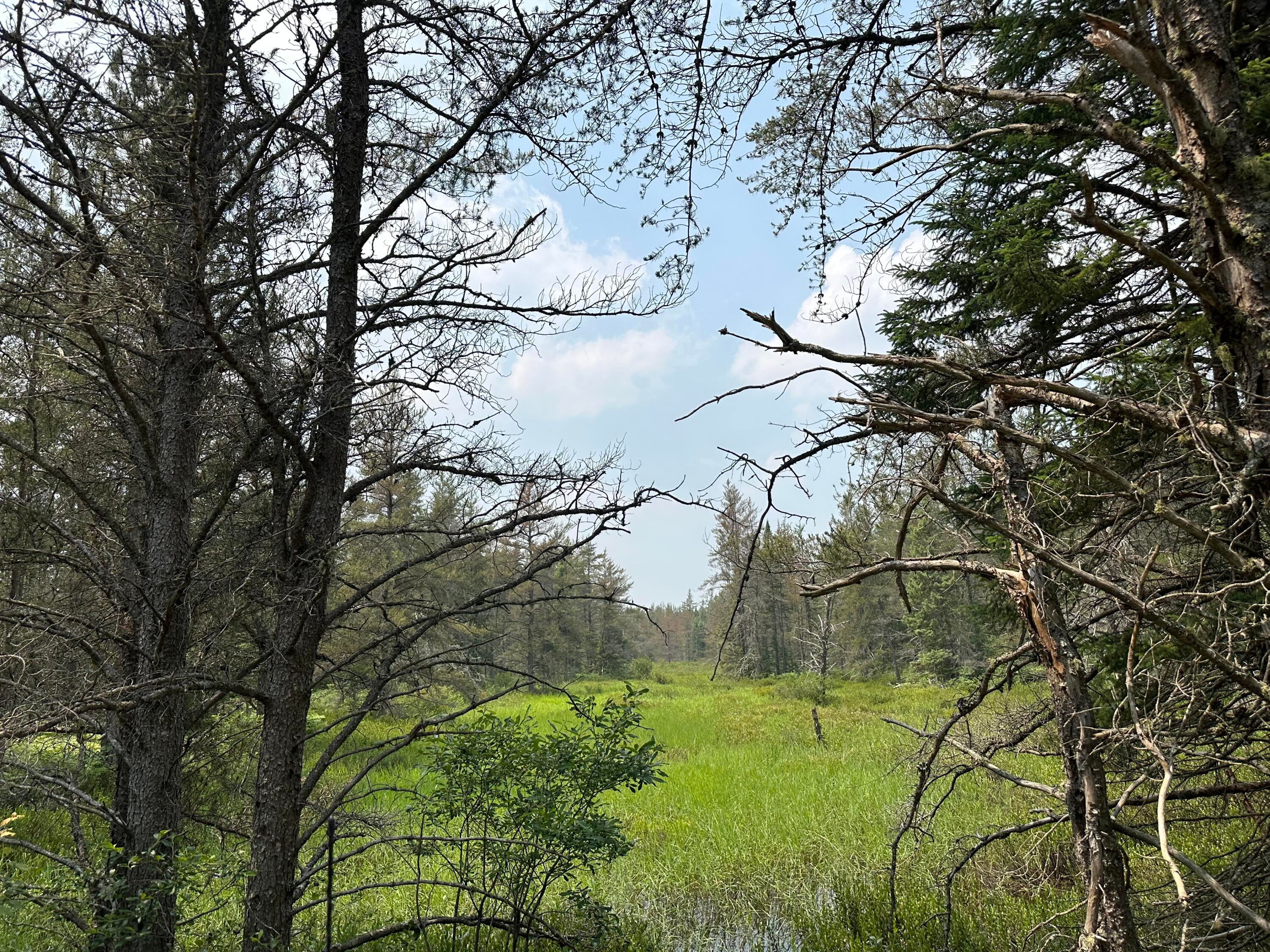 0 Fox River Road Seney, MI 49883 - Photo 24 of 28 Gallery Image 24