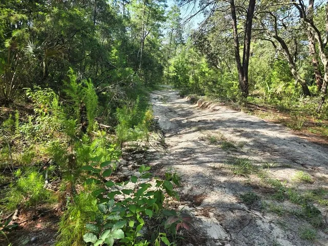 a view of a forest with trees in the background