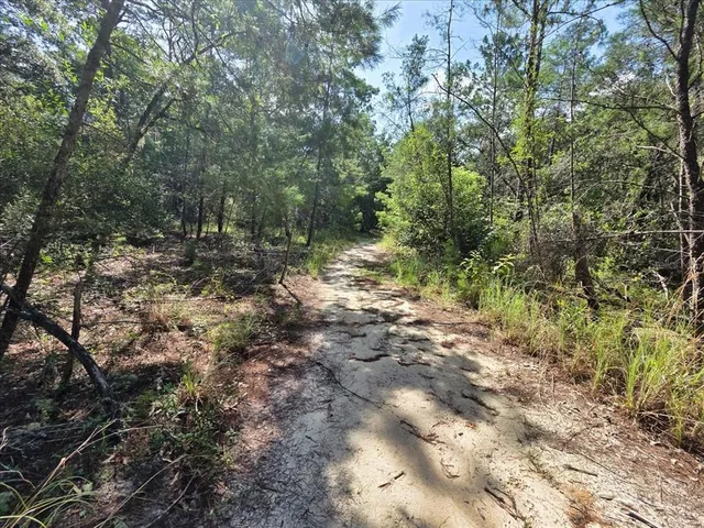 a view of a forest with trees in the background