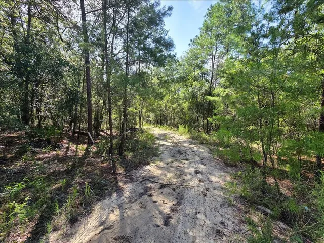 a view of a forest with lots of trees