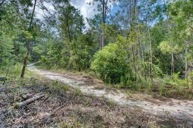 a view of a forest with lots of trees