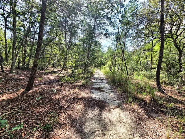a view of a forest with trees