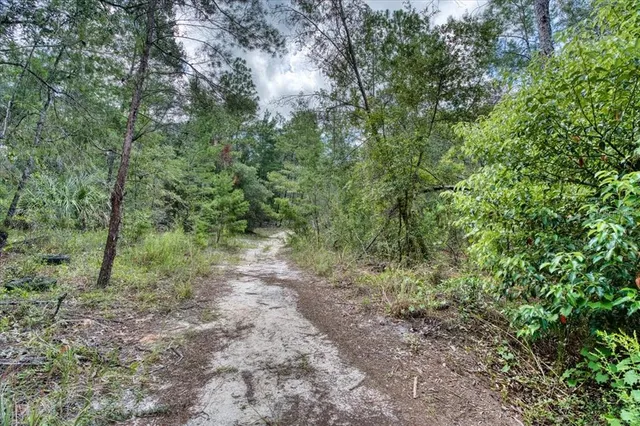 a view of a yard with a tree