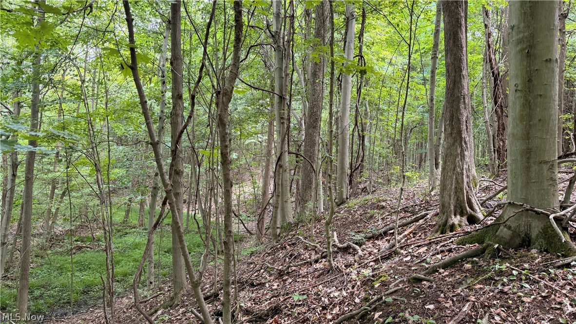 Crosby Cook Road Rome, OH 44085 - Photo 29 of 48 Nature