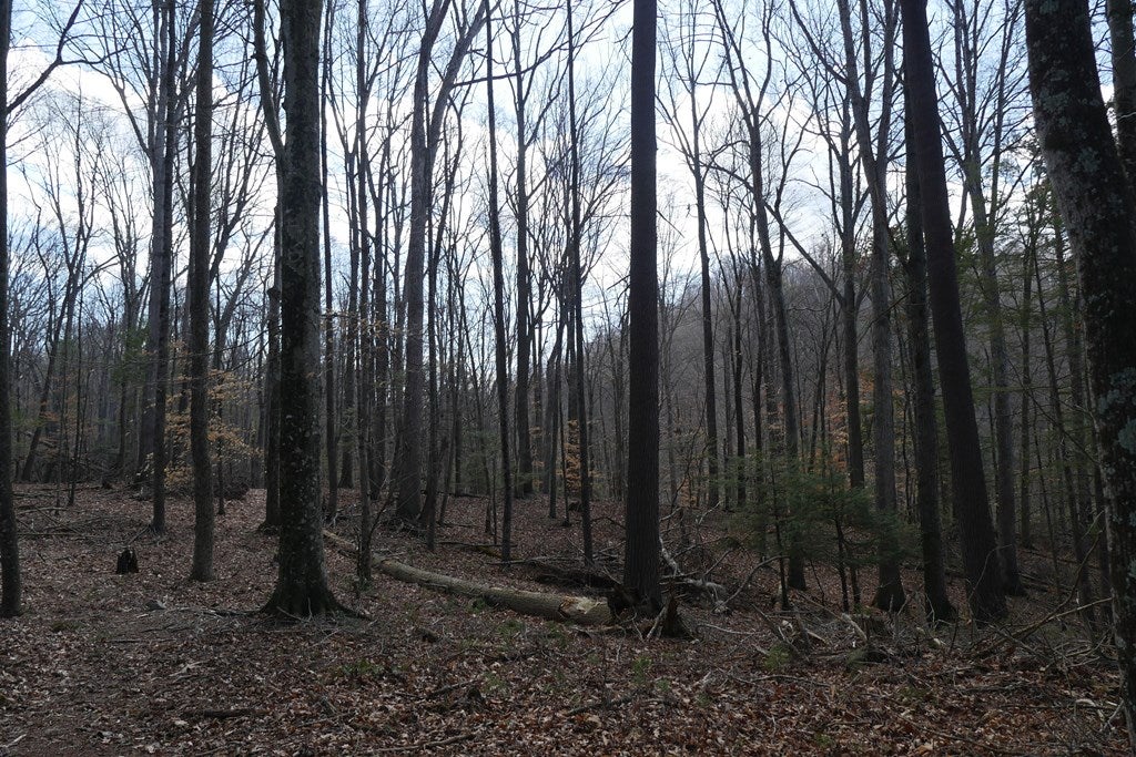 Tbd Rush Creek Road Glade Spring, VA 24340 - Photo 67 of 69 Gallery Image 67