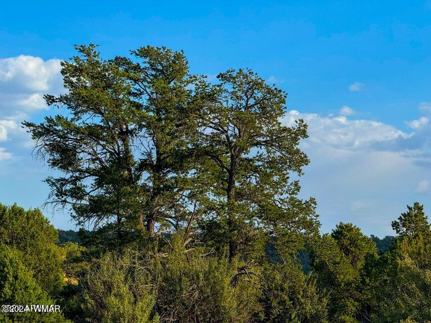 8621 Red Butte Road Williams, AZ 86046 - Photo 13 of 22 20241004051658507994000000-o (1)