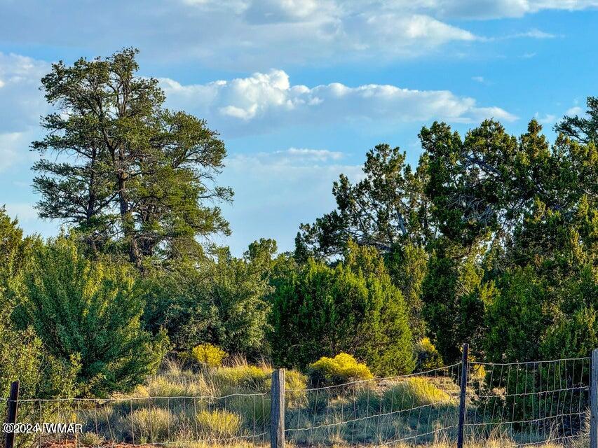 8621 Red Butte Road Williams, AZ 86046 - Photo 4 of 22 20241004051701302770000000-o (1)