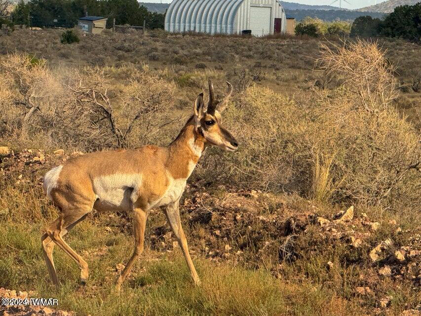 8621 Red Butte Road Williams, AZ 86046 - Photo 5 of 22 20241004051452748255000000-o (1)