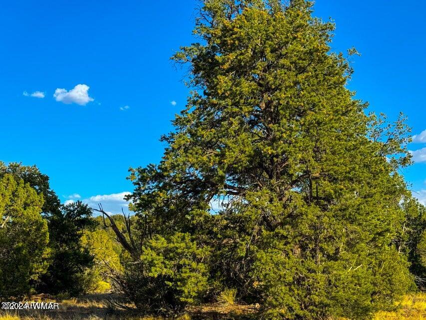 8621 Red Butte Road Williams, AZ 86046 - Photo 6 of 22 20241004051625811468000000-o (1)