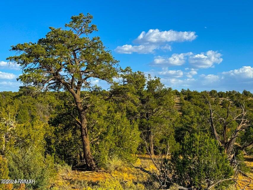 8621 Red Butte Road Williams, AZ 86046 - Photo 7 of 22 20241004051607248951000000-o (1)