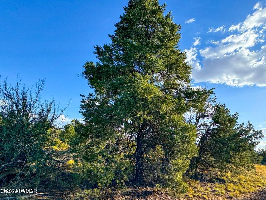 8621 Red Butte Road Williams, AZ 86046 - Photo 10 of 22 20241004051619617333000000-o (1)