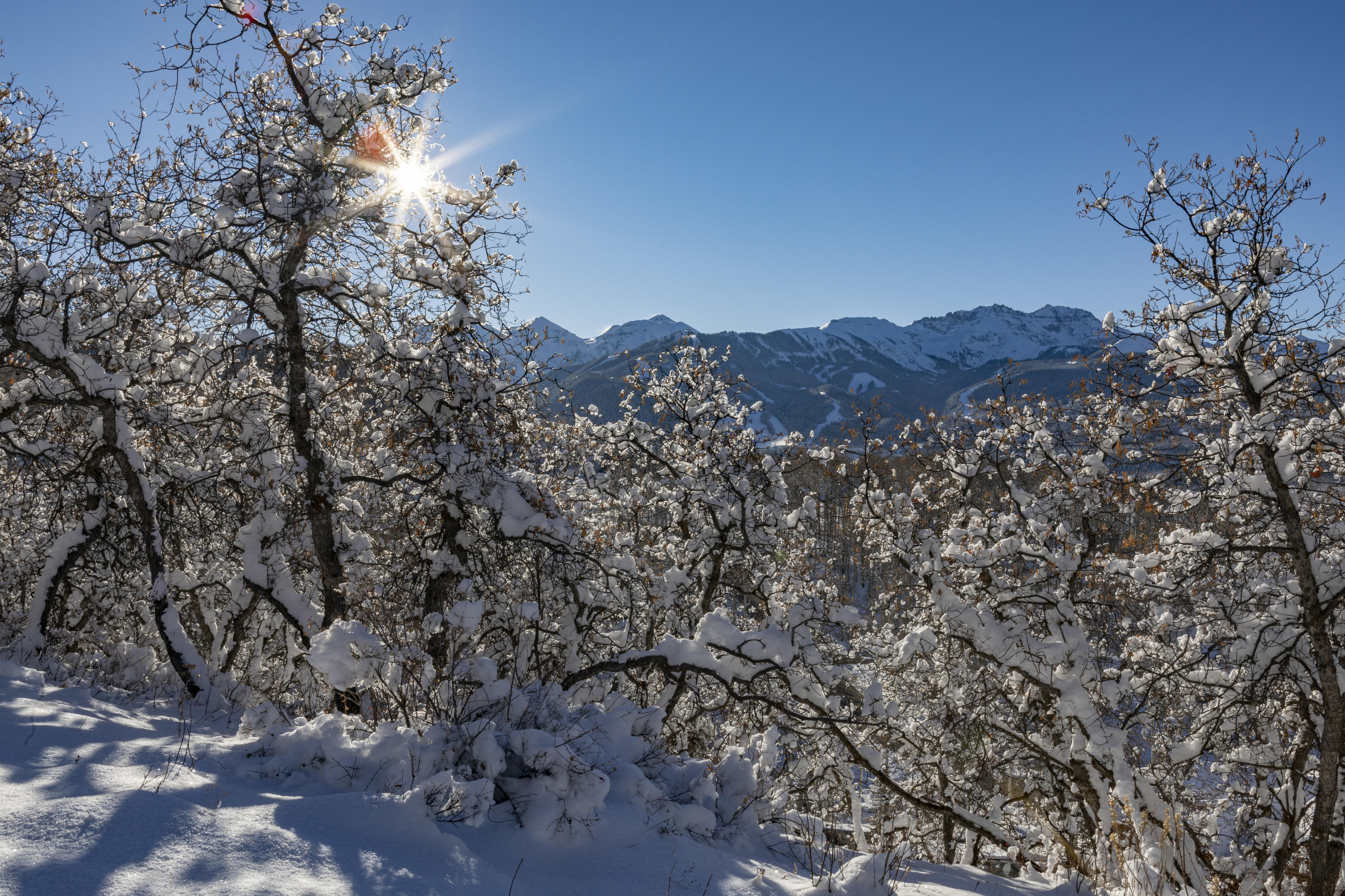 Tbd San Joaquin Road Telluride, CO 81435 - Photo 9 of 11 a view of a tree