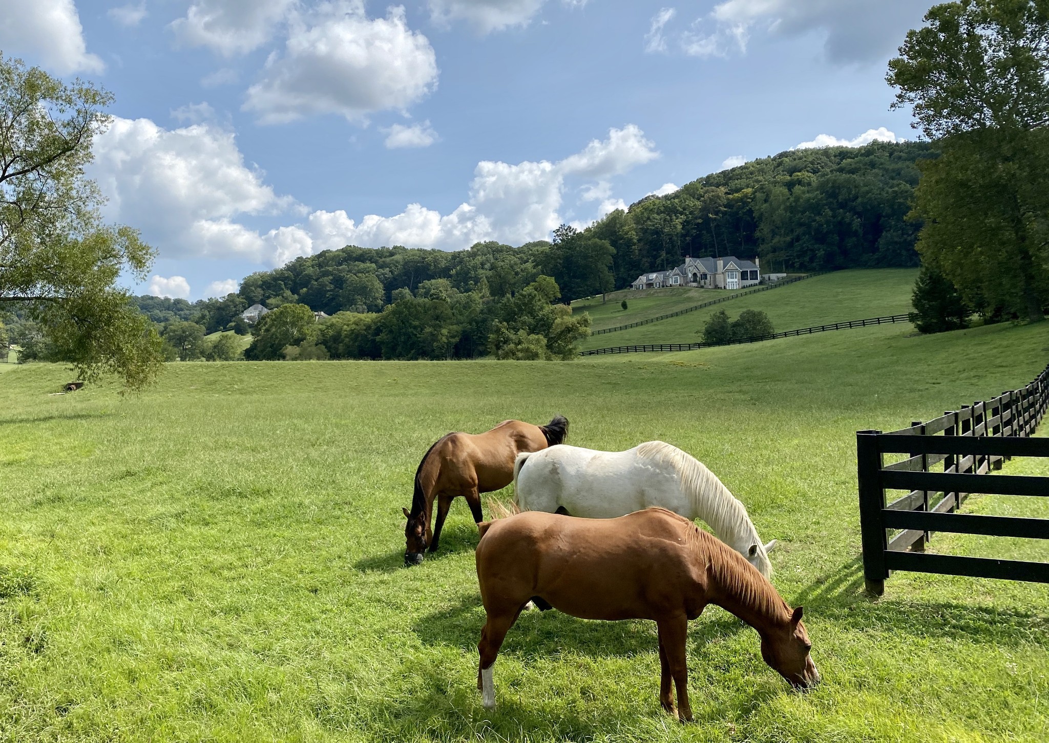 3026 Smith Lane Franklin, TN 37069 - Photo 4 of 39 a view of yard with outdoor seating and green space