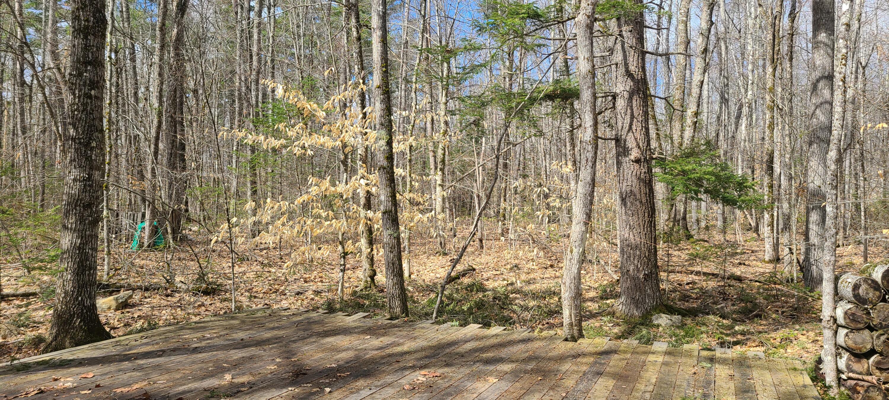 279 Etna Pond Road Carmel, ME 04419 - Photo 8 of 12 20220420_094705