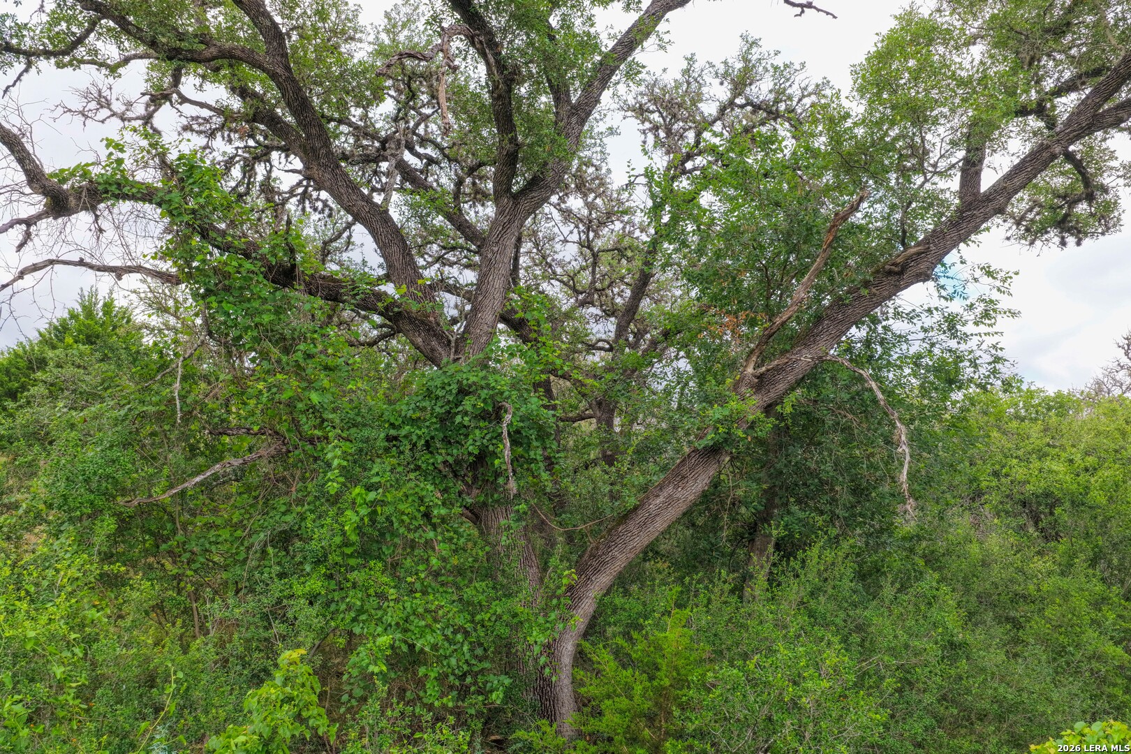 30 Acres /- Peaceful Valley Road Bandera, TX 78003 - Photo 15 of 32