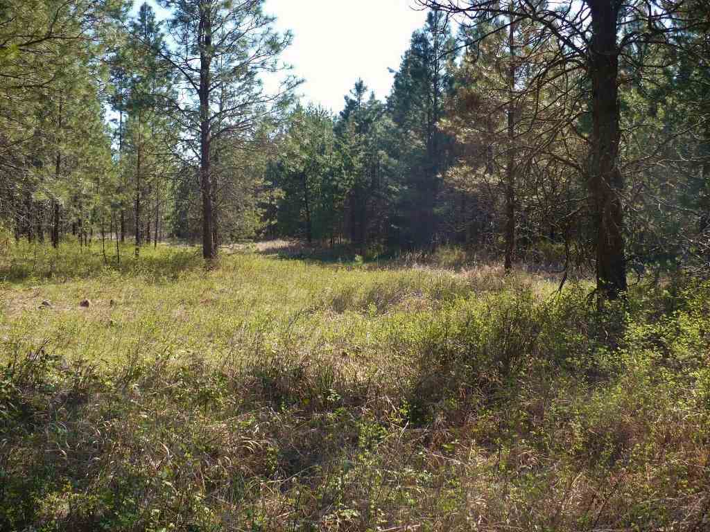 4213 Lumberg Road Springdale, WA 99173 - Photo 8 of 20