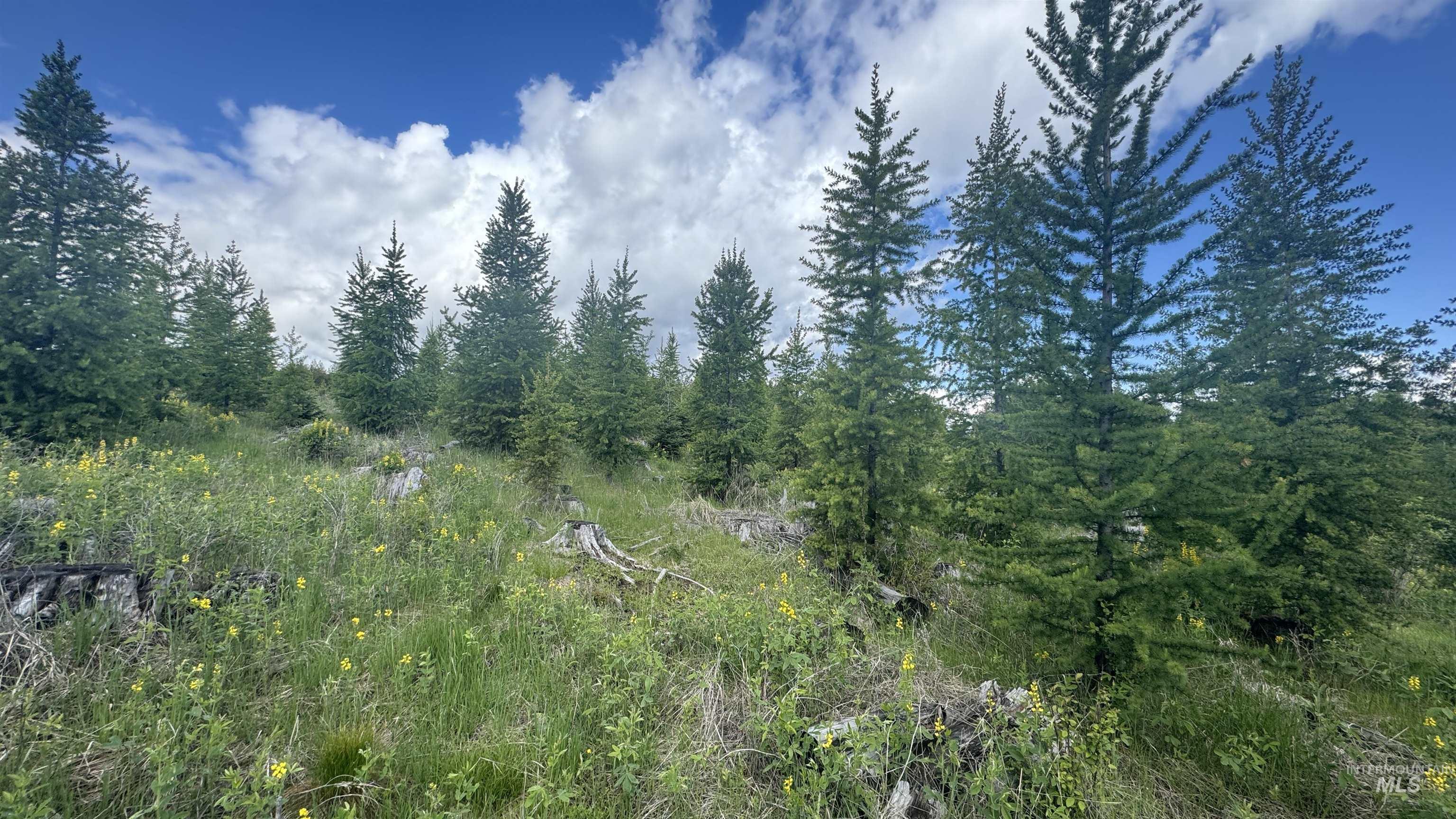 Tbd Upper Fords Creek Road Orofino, ID 83544 - Photo 12 of 24