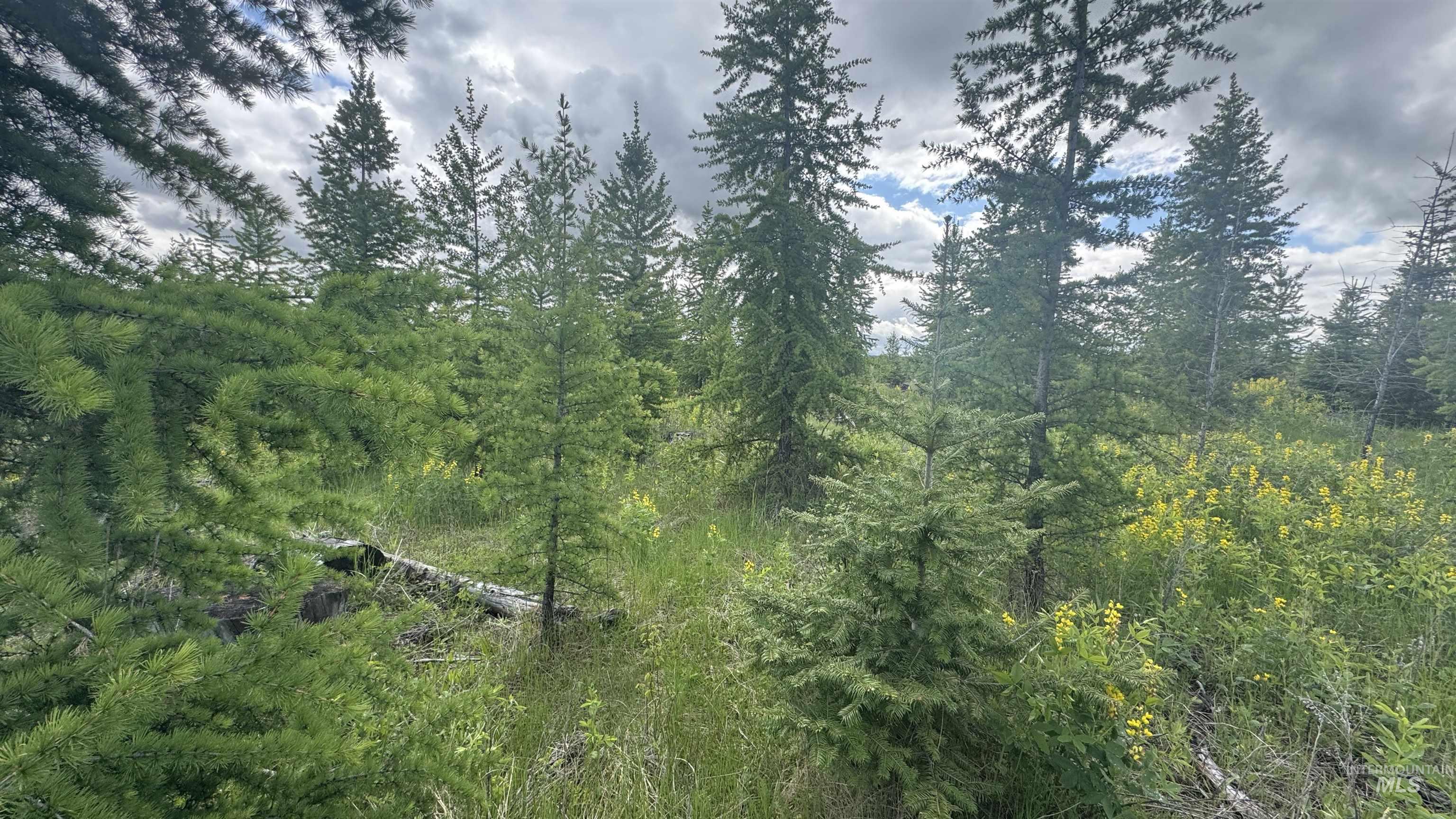 Tbd Upper Fords Creek Road Orofino, ID 83544 - Photo 15 of 24