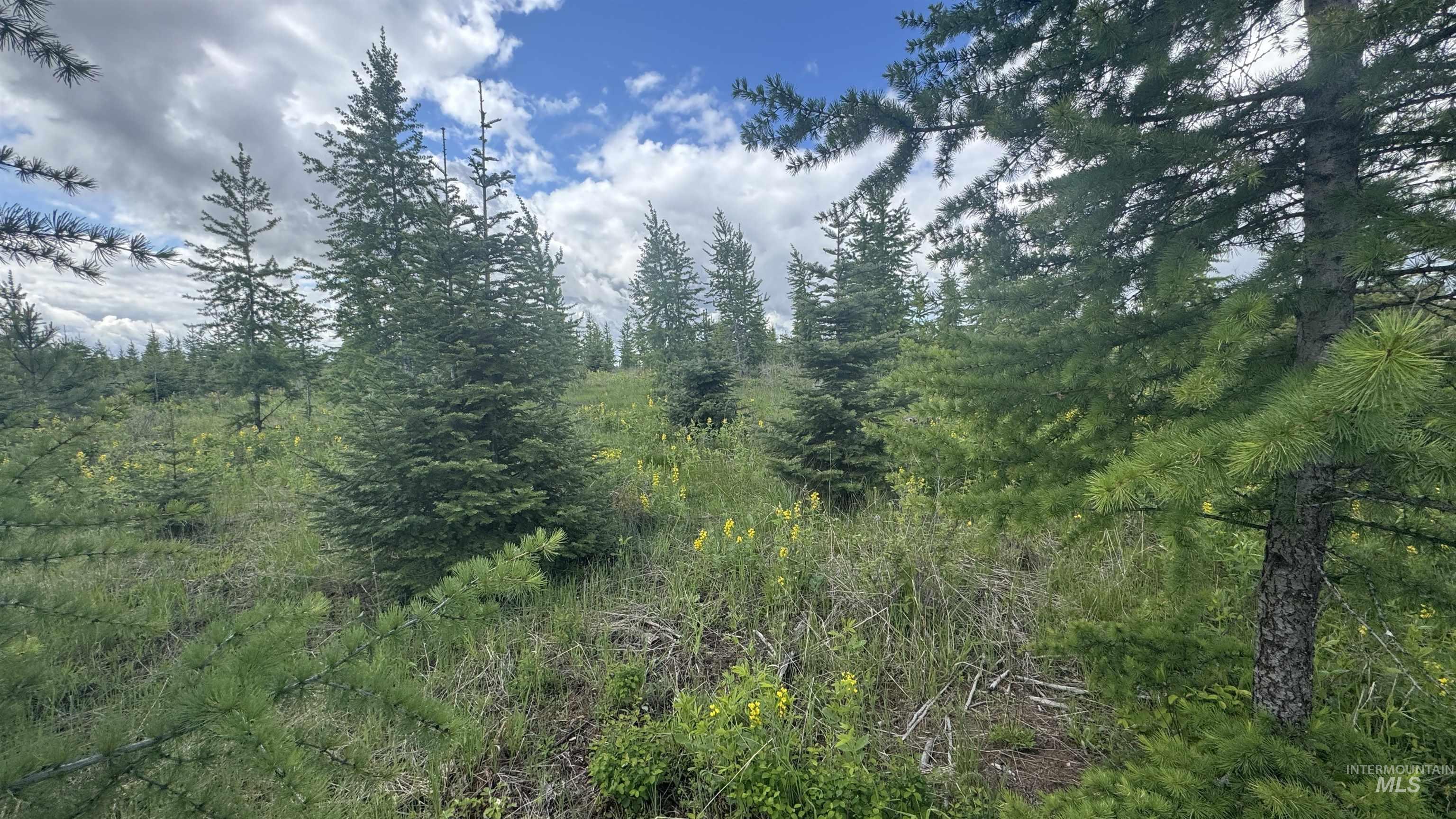 Tbd Upper Fords Creek Road Orofino, ID 83544 - Photo 17 of 24